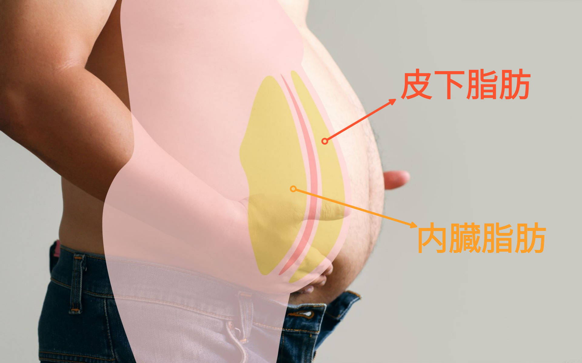 お腹の脂肪を100%落とす簡単な方法 I リディアンクリニック