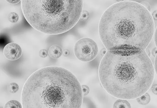 Diagram showing the process of stem cell