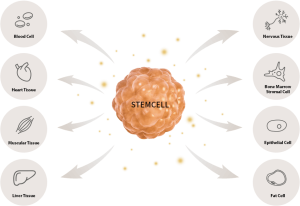 internal medicine stem cell therapy